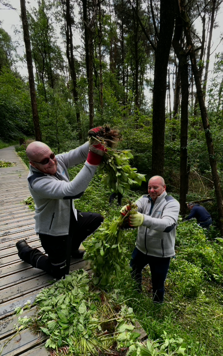 balsam bashing